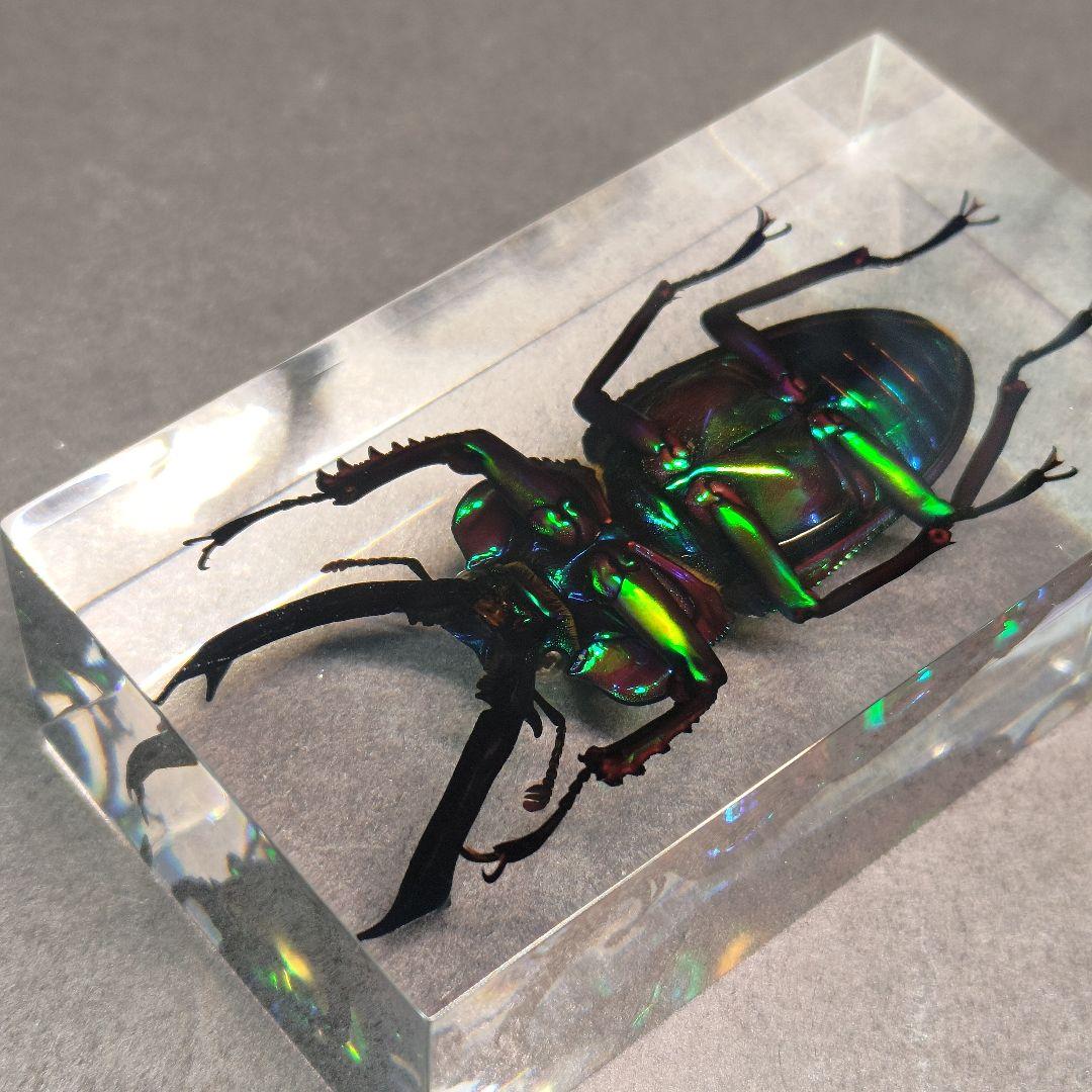 クワガタ　樹脂標本　ニジイロクワガタ