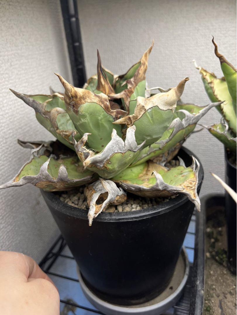 アガベ オテロイ オアハカ 親株
