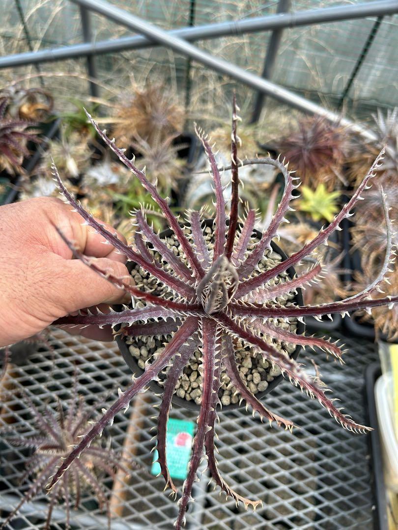 ディッキア ダウソニー Dyckia dawsonii from Berna ⑴ 1