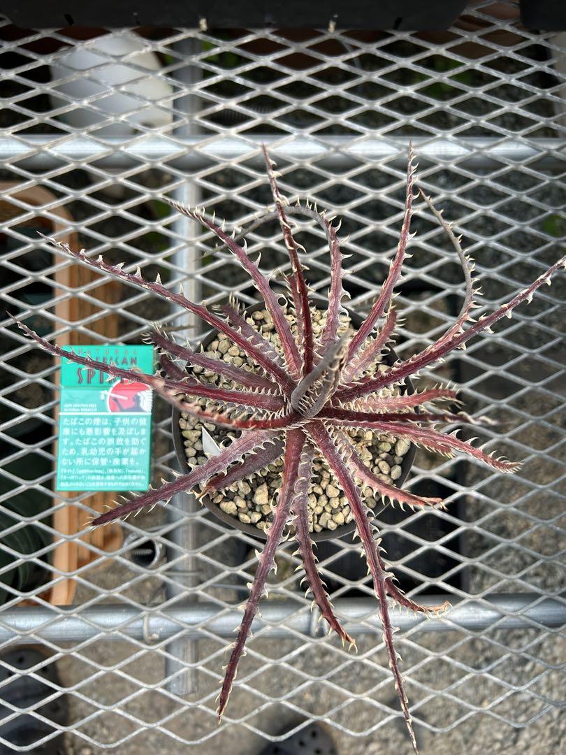 ディッキア ダウソニー Dyckia dawsonii from Berna ⑴ 2