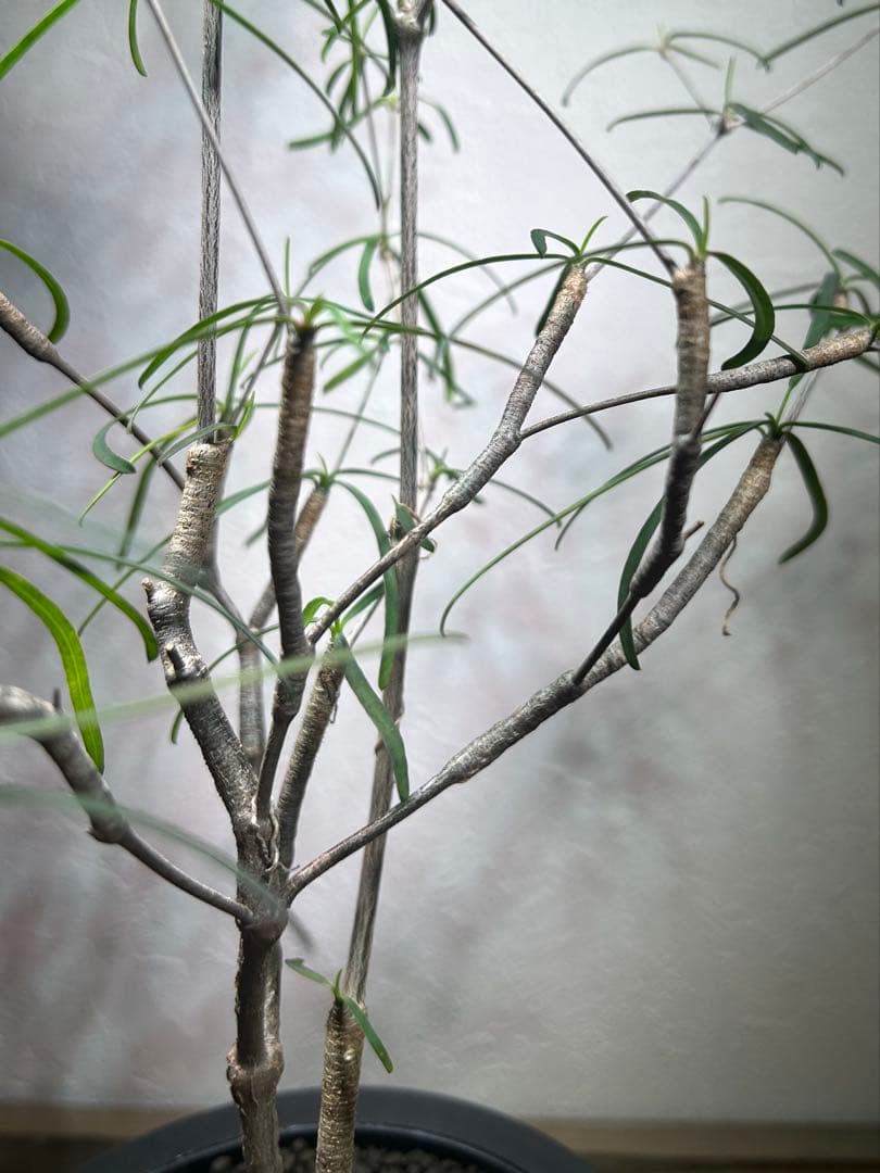 大株 種 ユーフォルビア ヘディオトイデス 鉢のまま発送 コーデックス 塊根やや傷や汚れあり YUZUMIYA_COM