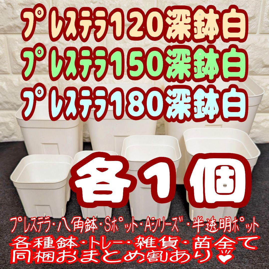 プレステラ深鉢120＆150＆180 白各1個 プラ鉢スリット鉢 多肉