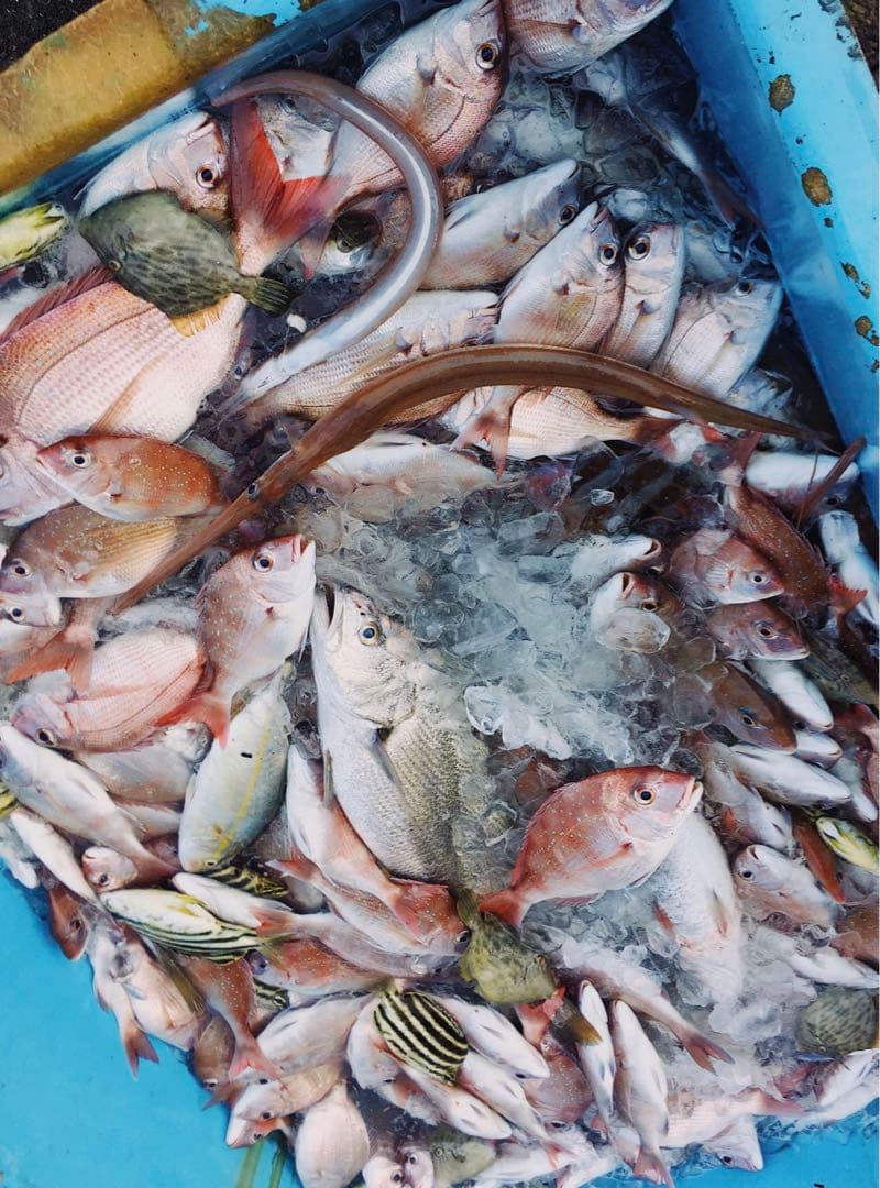 産直干物セット3種 アジ カマス 沖サワラ メルカリ