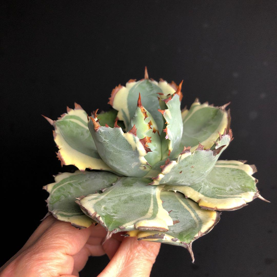 得価送料無料 kuno様專用アガベ 王妃 カブトガニ錦 ‼️ mJ7Yn-m48039840281 HOT即納