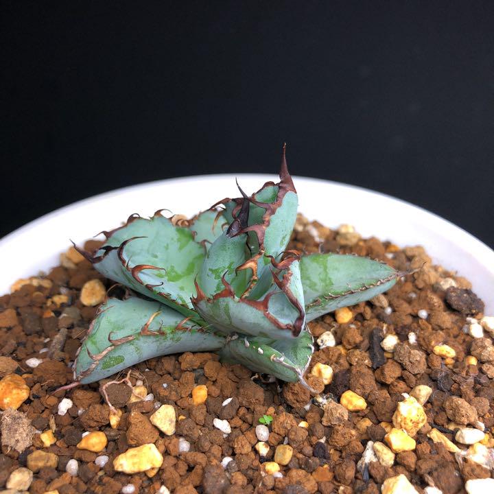 得価送料無料 kuno様專用アガベ 王妃 カブトガニ錦 ‼️ mJ7Yn-m48039840281 HOT即納