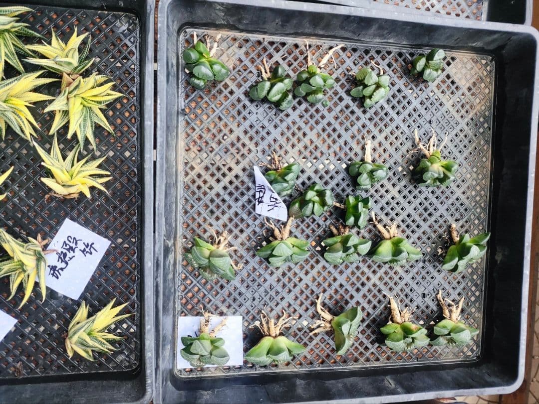 ハオルチア　９月末