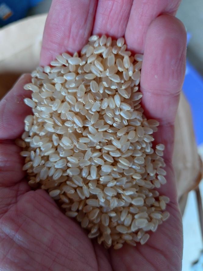 令和6年産　新米　会津産　コシヒカリ　20㎏　玄米　白米　お米