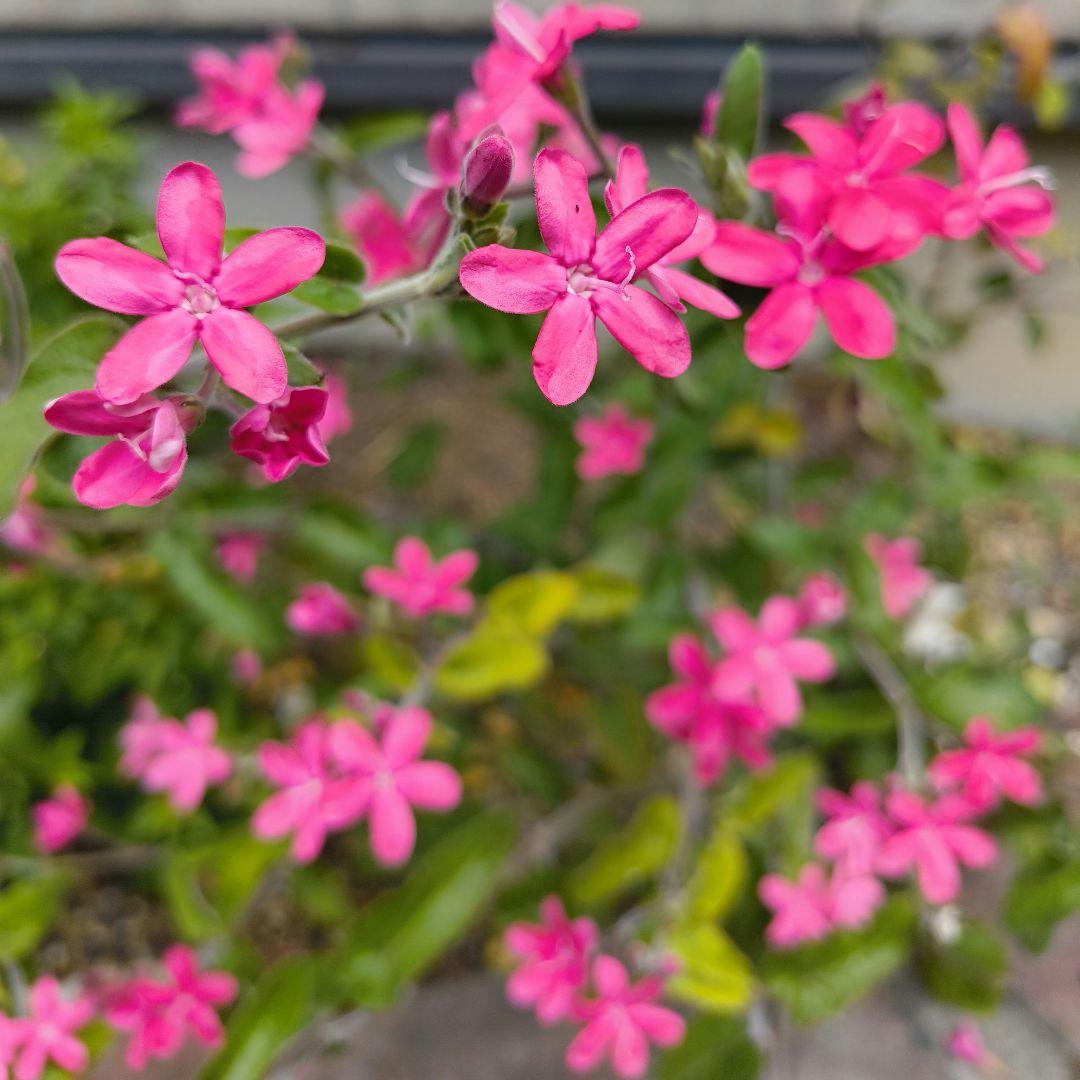 オキシペタラムピンク種10粒 - メルカリ オキシペタラムピンク種10粒 - メルカリ