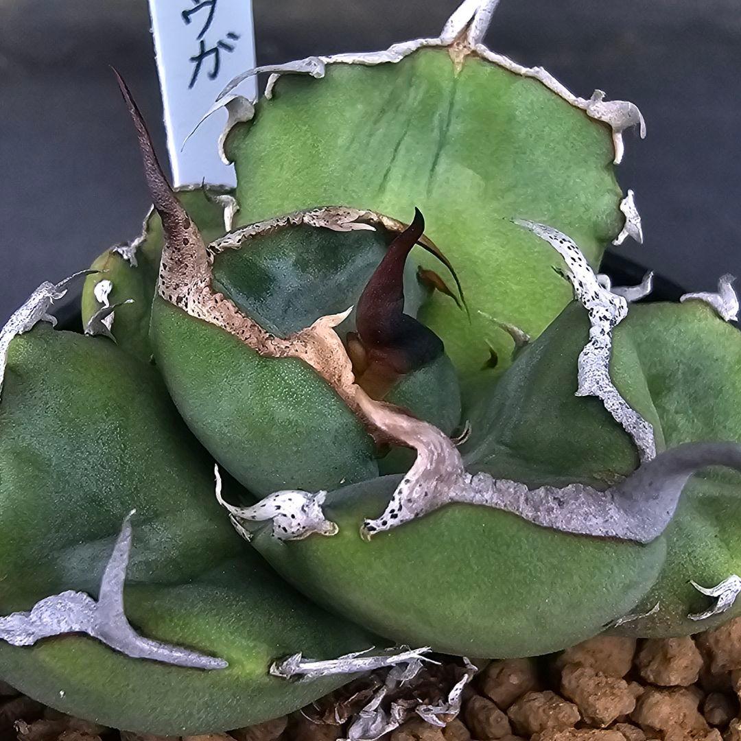 多肉植物 アガベ