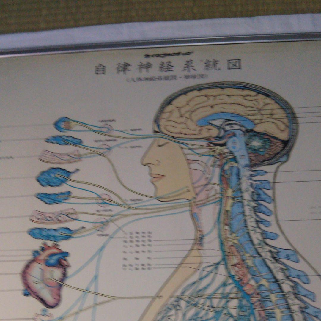 メルカリ 自律神経系統図 健康 医学 5 000 中古や未使用のフリマ メルカリ 自律神経系統図 健康 医学 5 000 中古や未使用のフリマ
