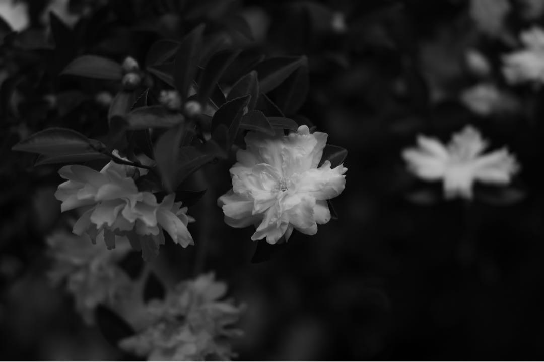Elmarit 135mm f/2.8 後期　Mマウント