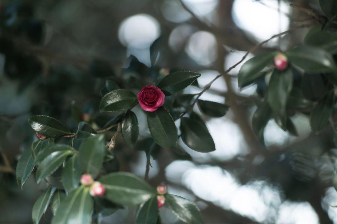 Elmarit 135mm f/2.8 後期　Mマウント