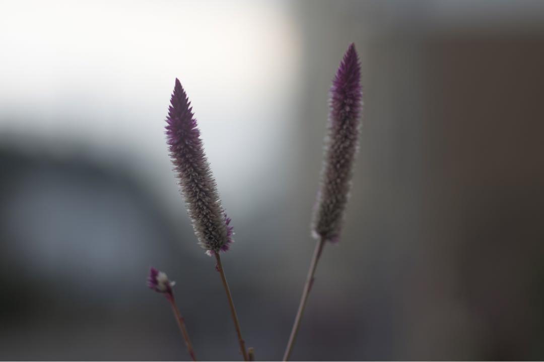 Elmarit 135mm f/2.8 後期　Mマウント