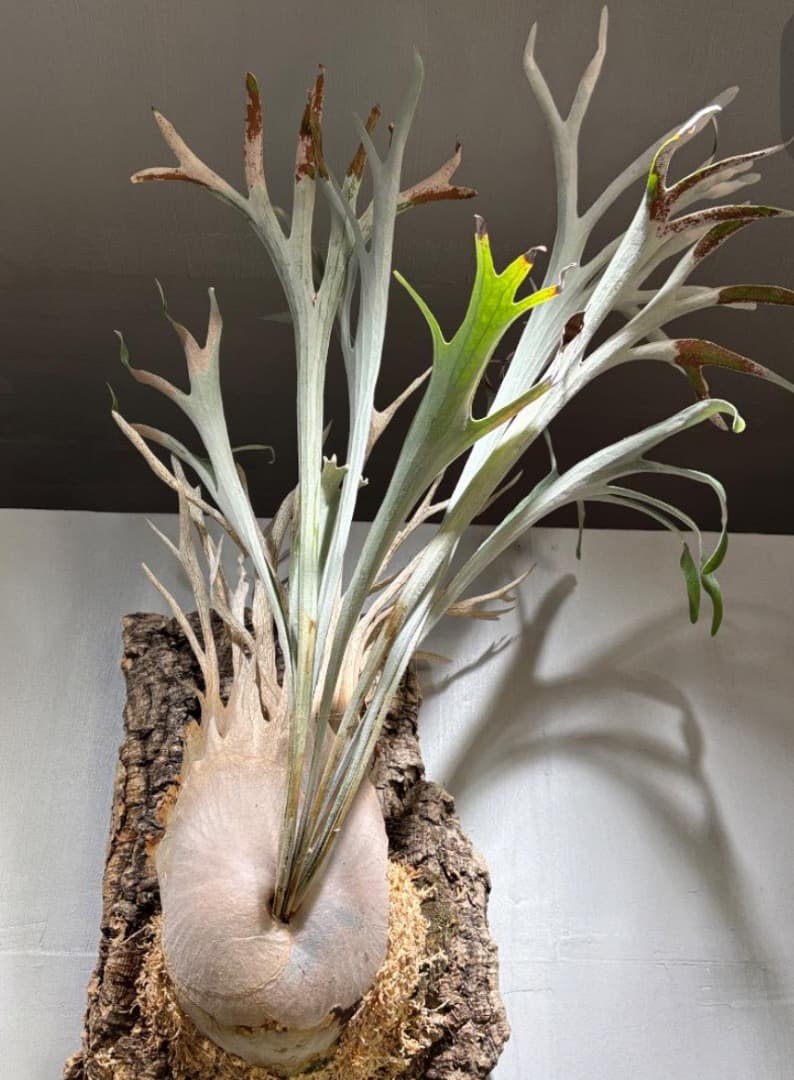 アーバンリバー目立った傷や汚れなし