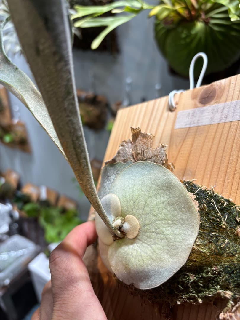 アーバンリバー目立った傷や汚れなし