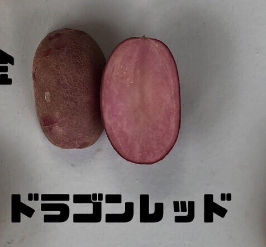 自然栽培】アンデスレッド 赤じゃがいも（肥料・農薬不使用
