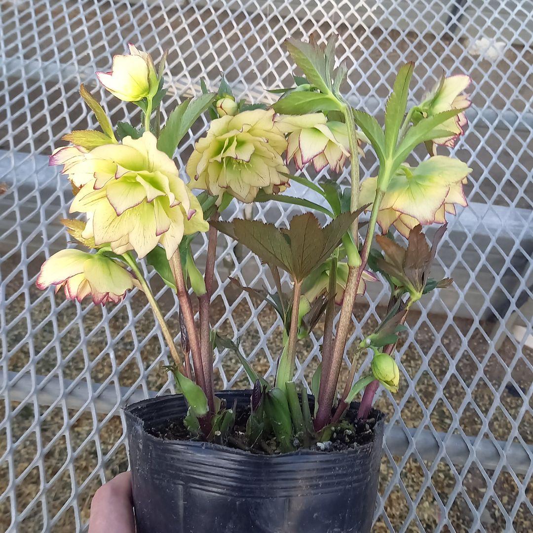 イエロー系印象のデザイン Kumi様専用 植物/観葉植物 インテリア・住まい・小物イエロー系¥11,970-www.montevideocollege.edu.uy イエロー系印象のデザイン Kumi様専用 植物/観葉植物 インテリア・住まい・小物イエロー系¥11,970-www.montevideocollege.edu.uy