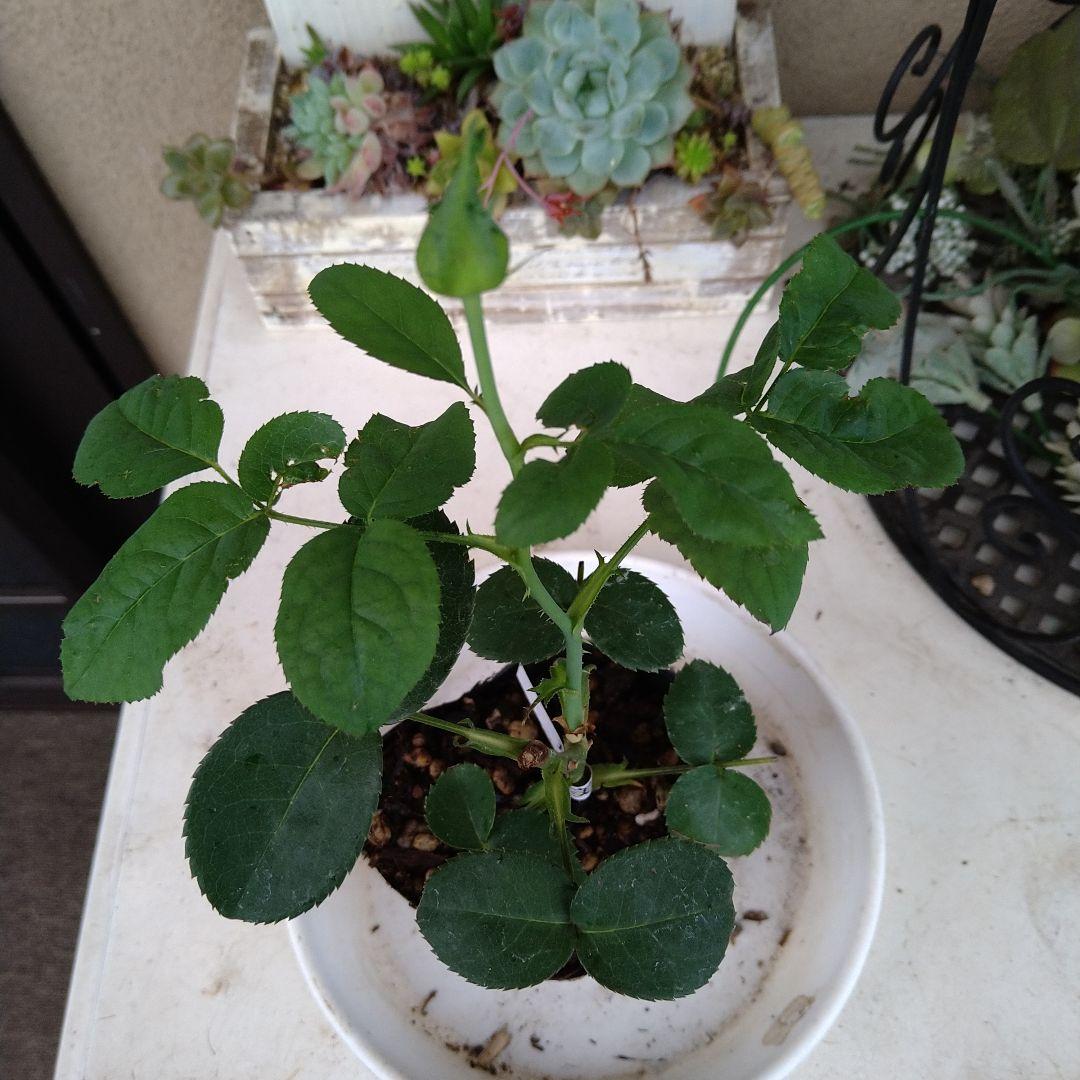 バラ苗　和バラ　3苗蕾付きバラ挿し木 バラ苗 和バラ 3苗 蕾付きバラ挿し木 花