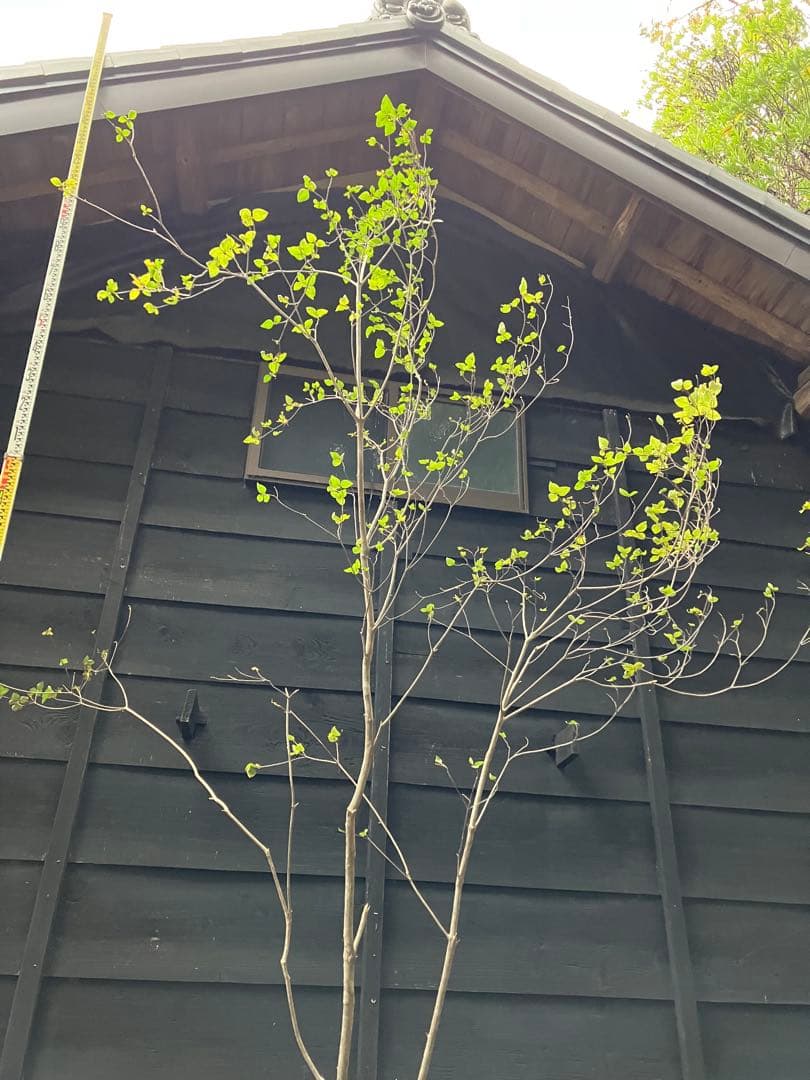 402 山採り アオダモ 402 山採り アオダモ