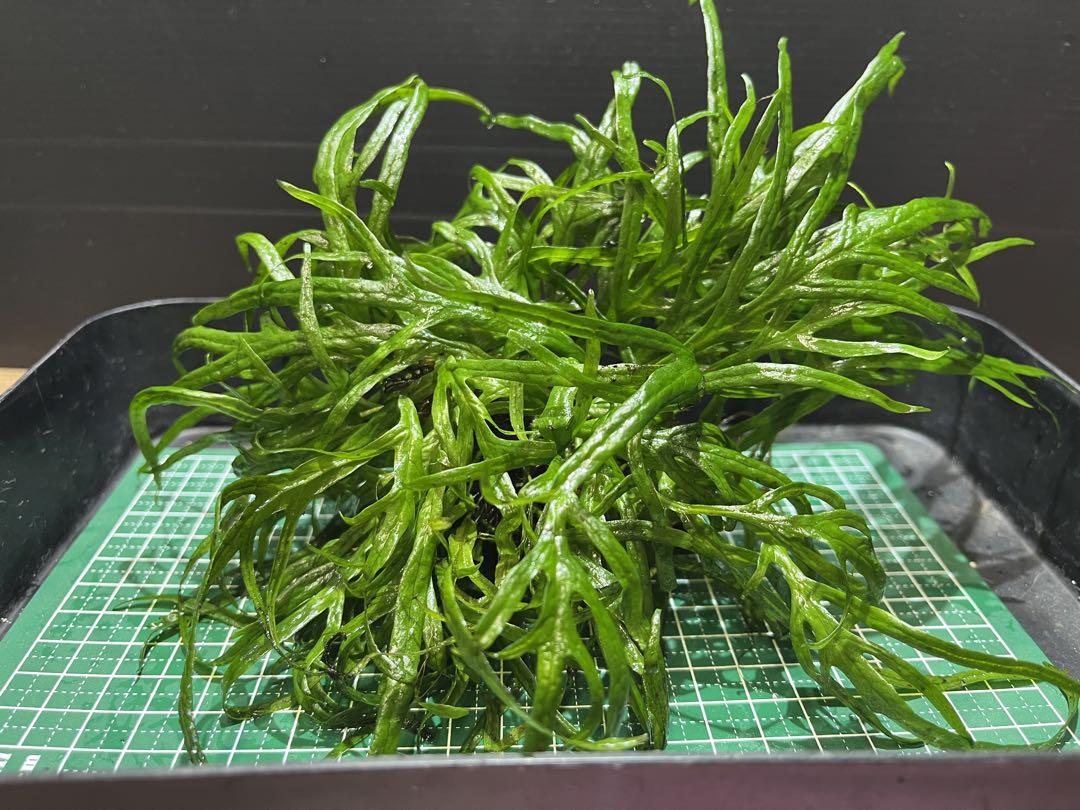 値引 特大！ミクロソリウムspトライデント活着流木無農薬メルカリ便 水草