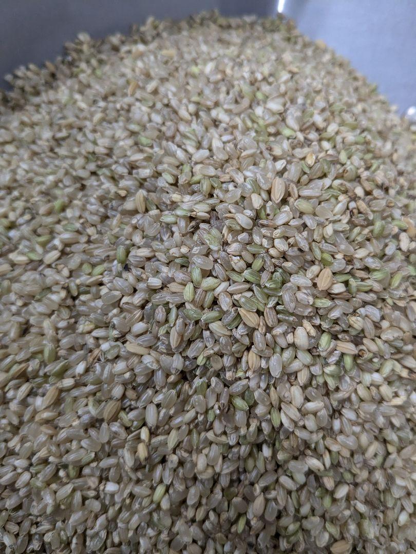 ☆限定☆ くず米 15kg(5kg×3袋) 鳥・鶏・小動物・飼料用に