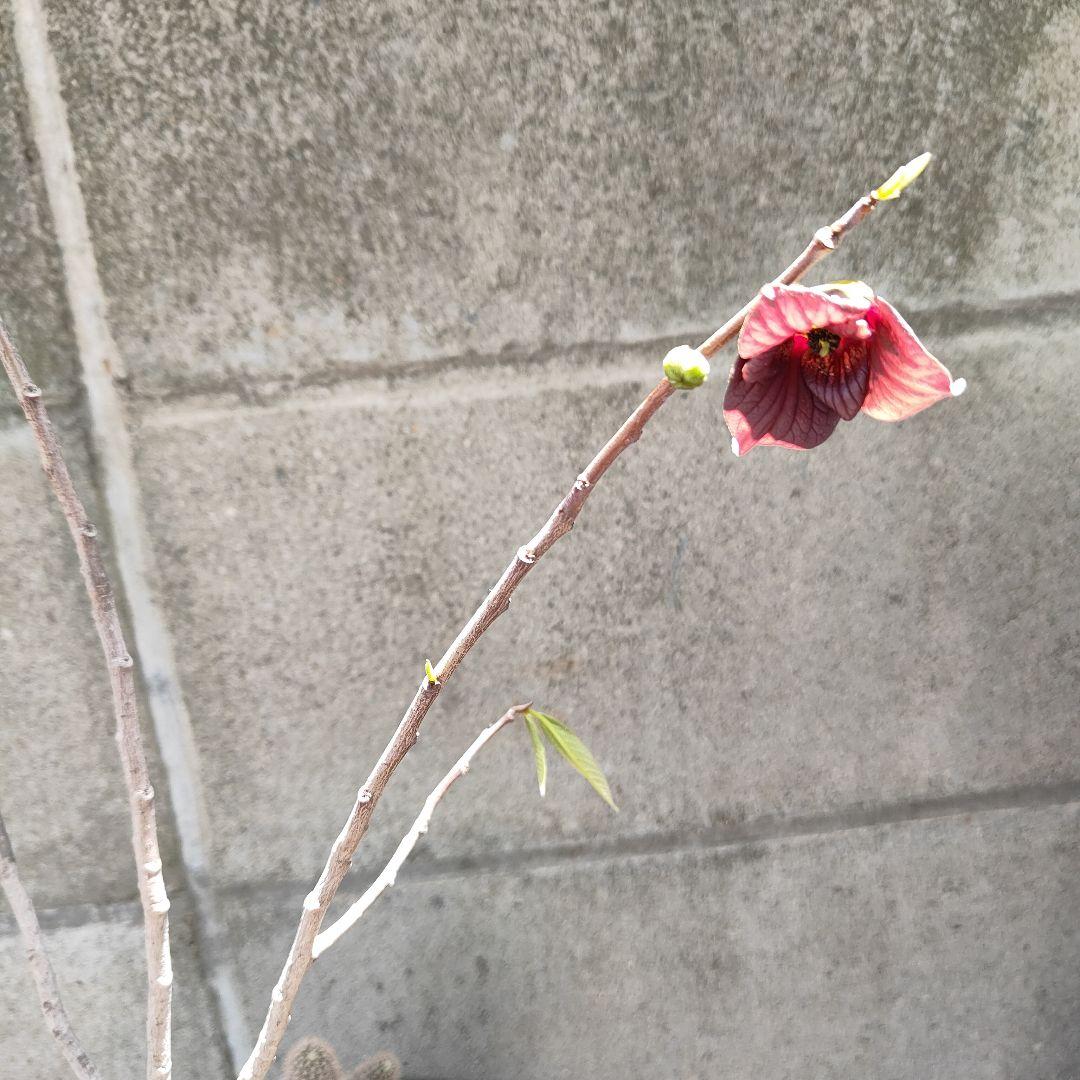 ポポーの苗木