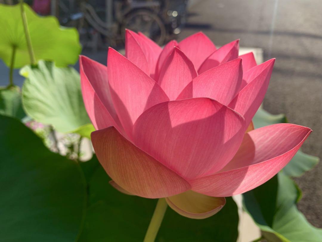 ハスの花　蓮根　6本　既に葉が出ている ハスの花 蓮根 6本 既に葉が出ている 水生植物