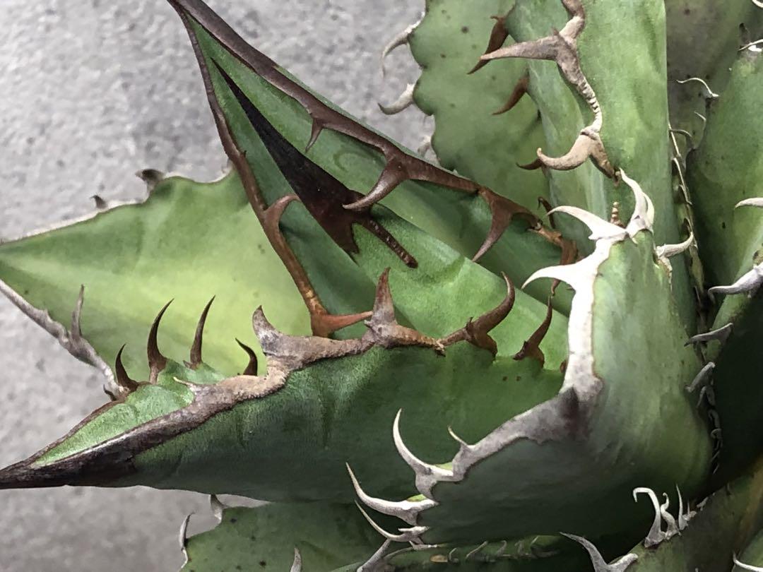 【Agave-Oteroi/凶暴アロー鋸歯・ワイルド】
