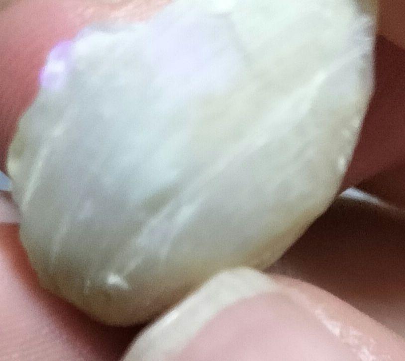 オーストラリア産 未研磨オパール化貝化石 オパライズドシェル 7