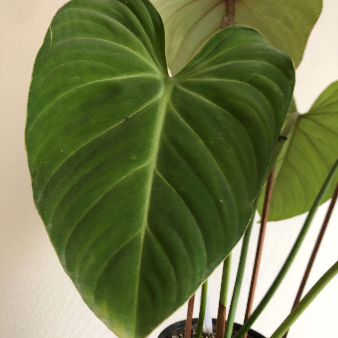 フィロデンドロン グロリオーサム philodendron モンステラ