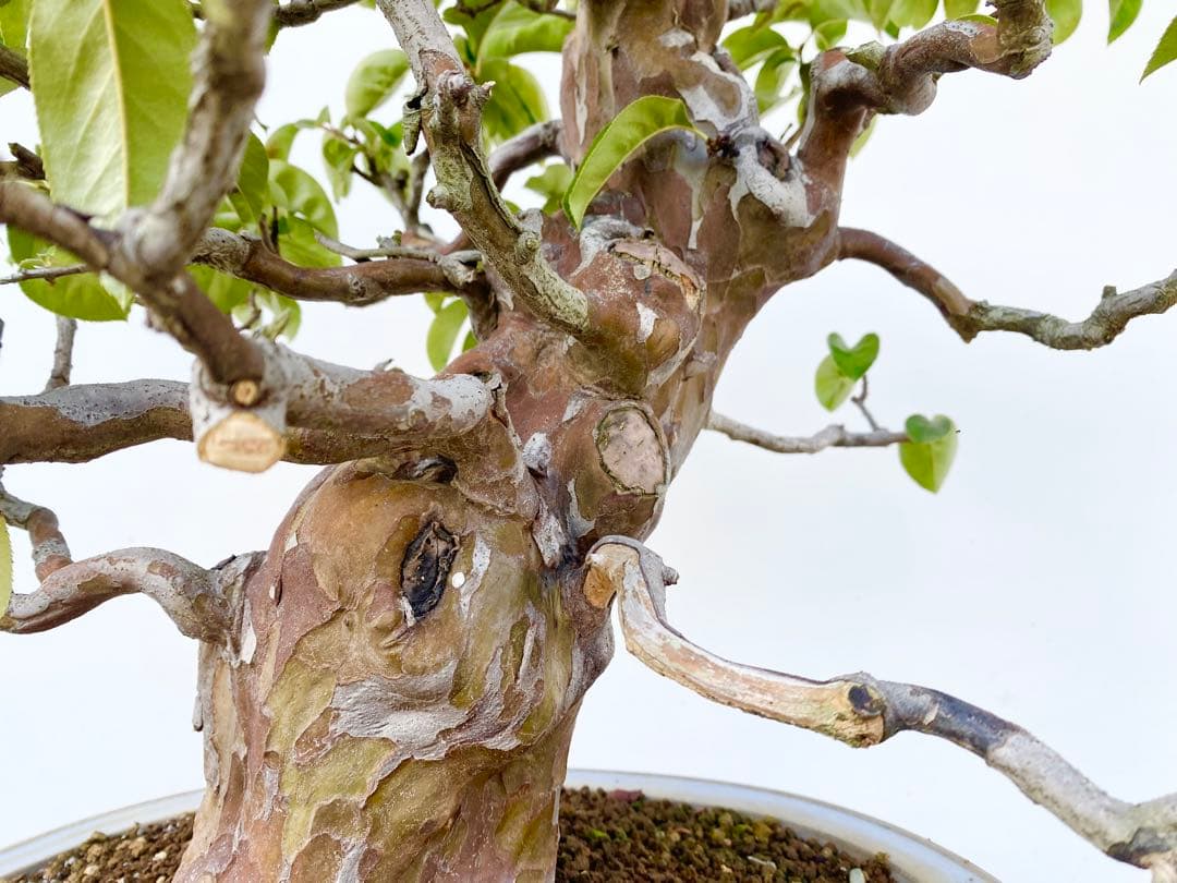 樹高53センチ 楓カエデ紅葉モ実物観葉植物目立った傷や汚れなし