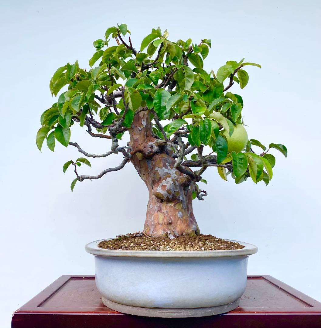 盆栽 樹高53センチ