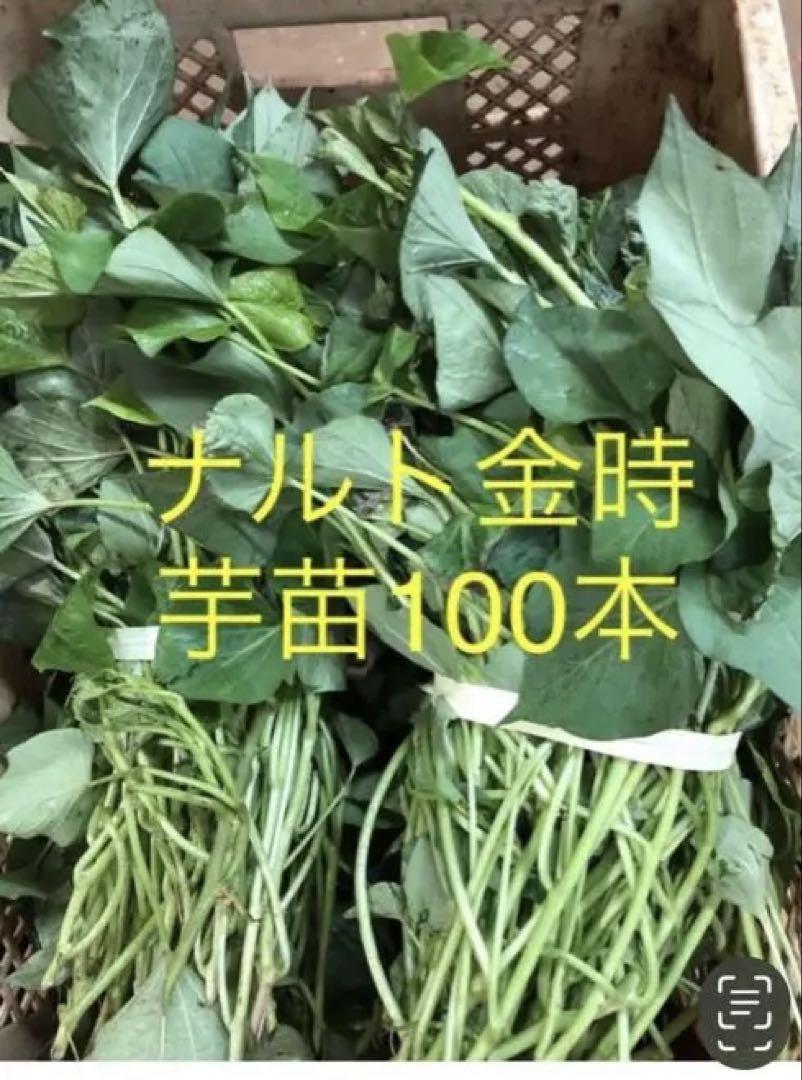 ナルト金時芋苗100本