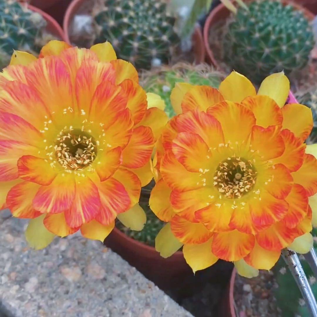 実生品種‼️花サボテン はにまる 多肉植物 花サボテン 星川丸 (実生) 大苗 - メルカリ