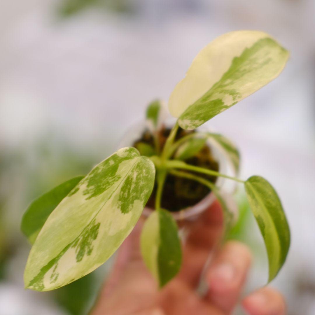 その他観葉植物 P. Radiatum x Florida Beauty x Mayoi