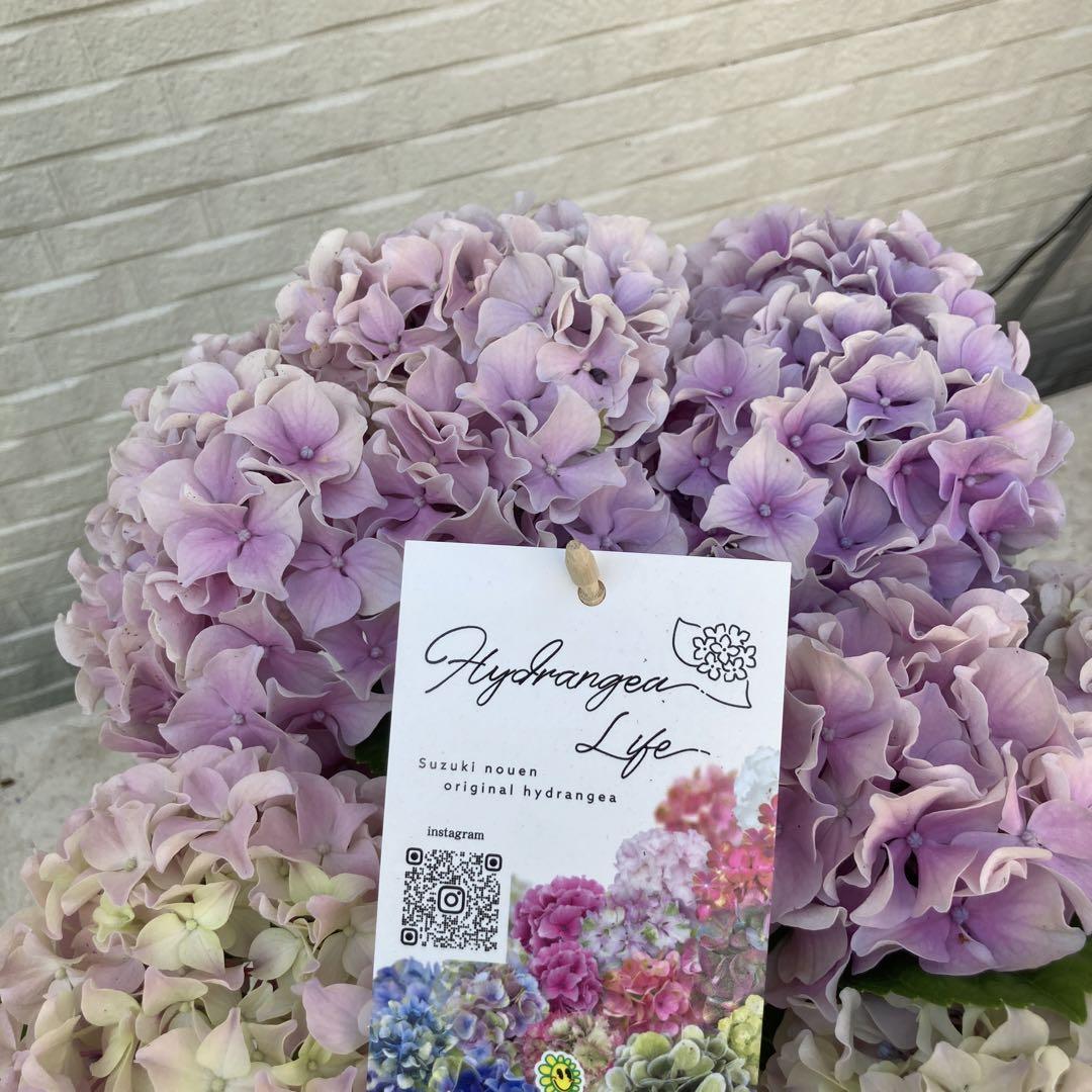 訳あり 新品種 紫陽花 アジサイ スズキ農園 トワイライト 4.5号