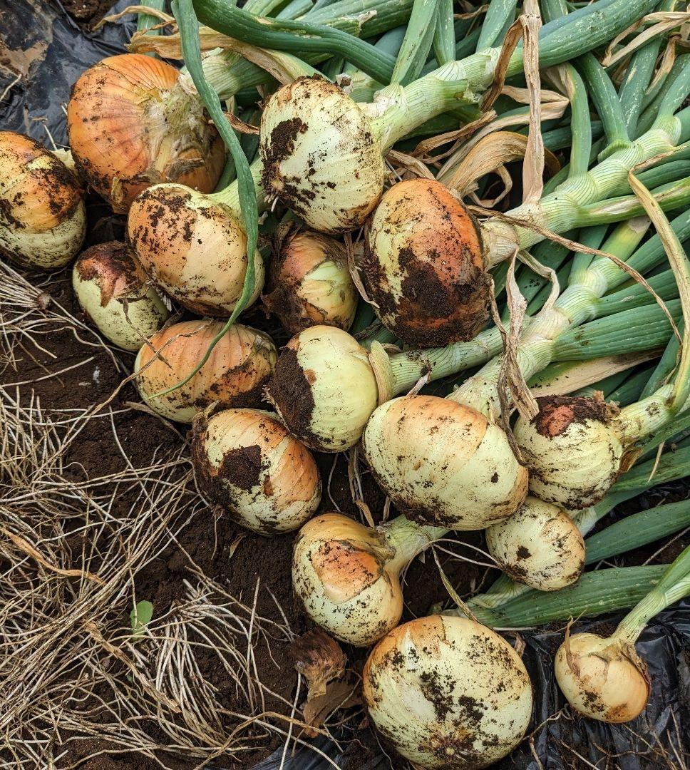 Amazon | ねぎ苗 石倉根深太 一本ネギ 100本 抜き苗 岡山県産 | 野菜