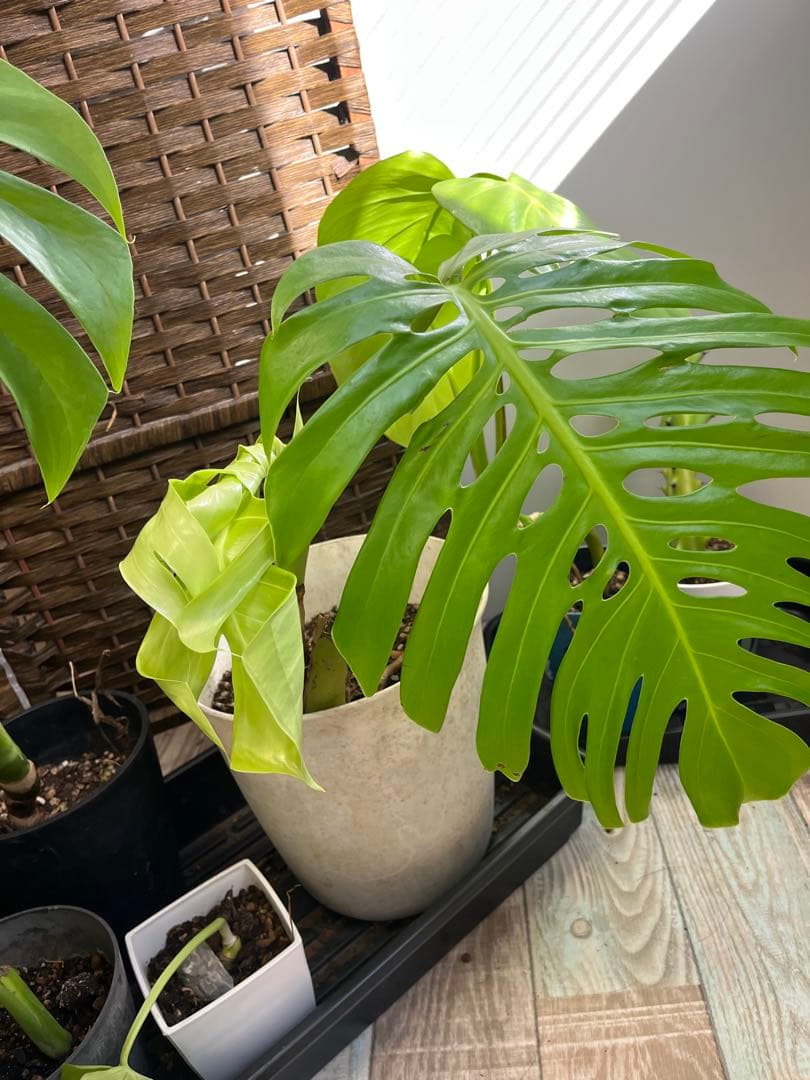 黒招き猫　様用です