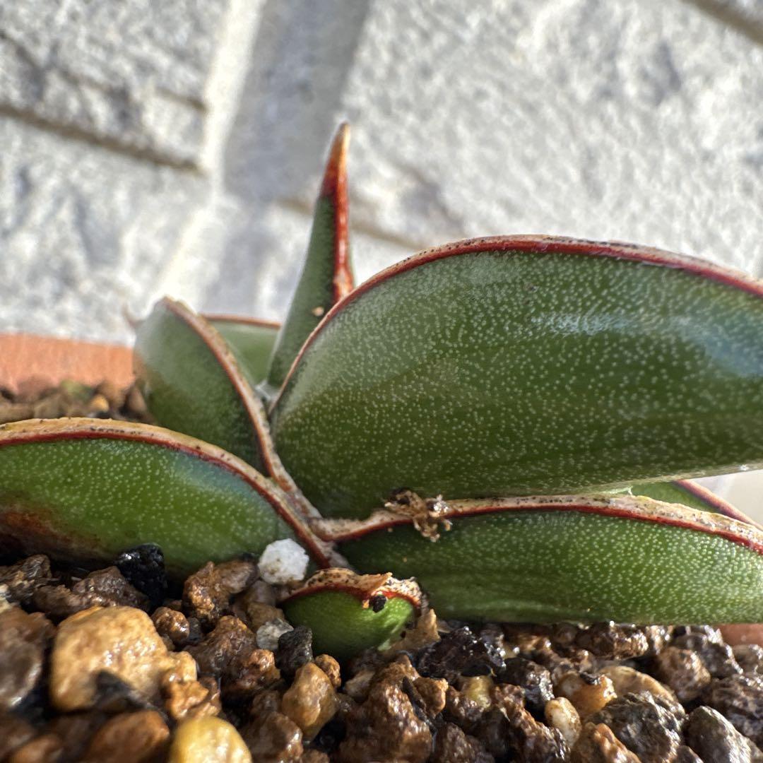 ＊Sansevieria Rorida ＊Lav23319＊サンスベリアロリダ＊