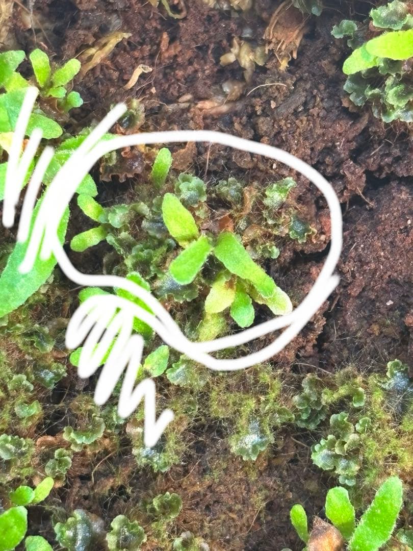 mew spore 胞子体 4株 前葉体付き YUZUMIYA_COM