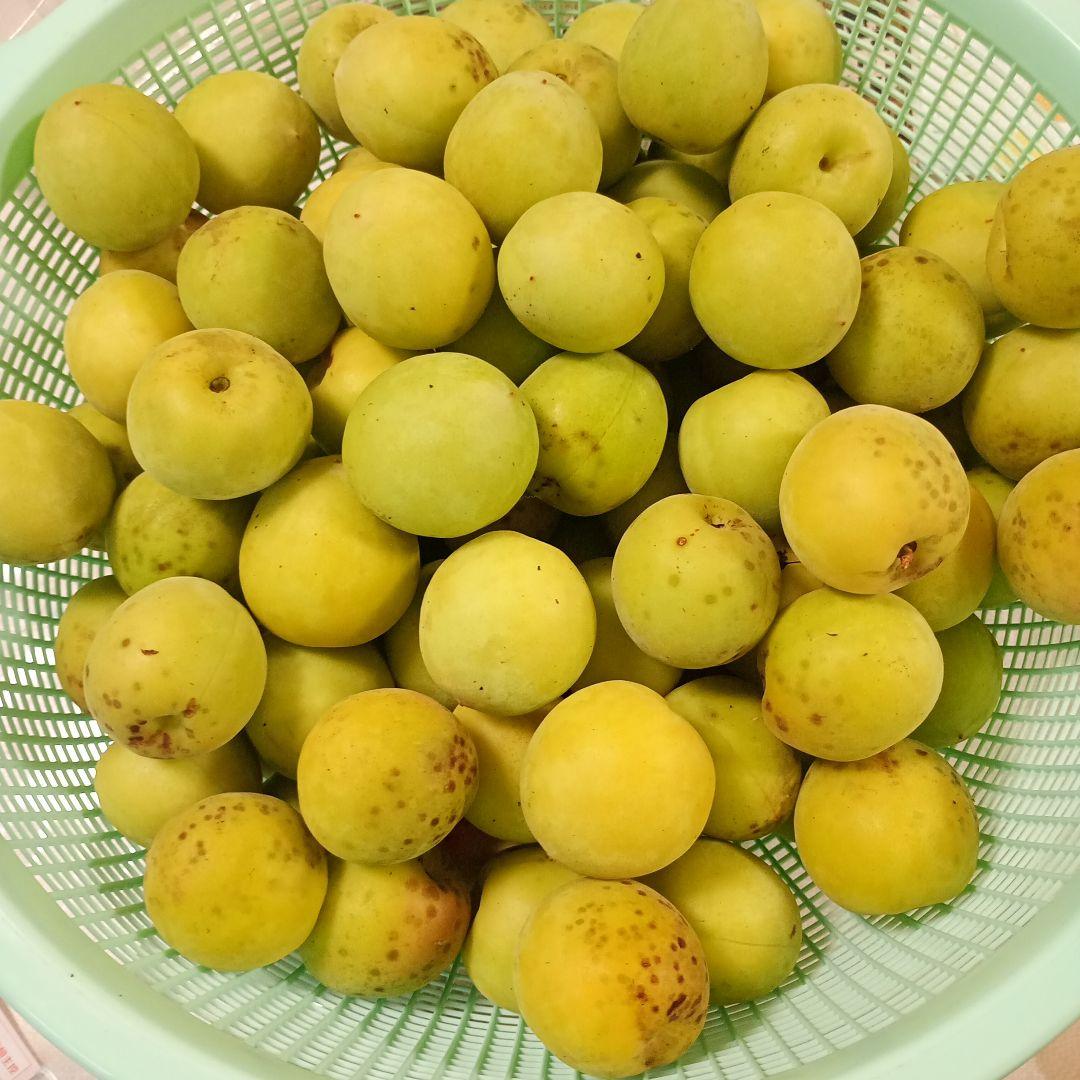 maruさん用【徳島県産】無農薬　南高梅 6kg