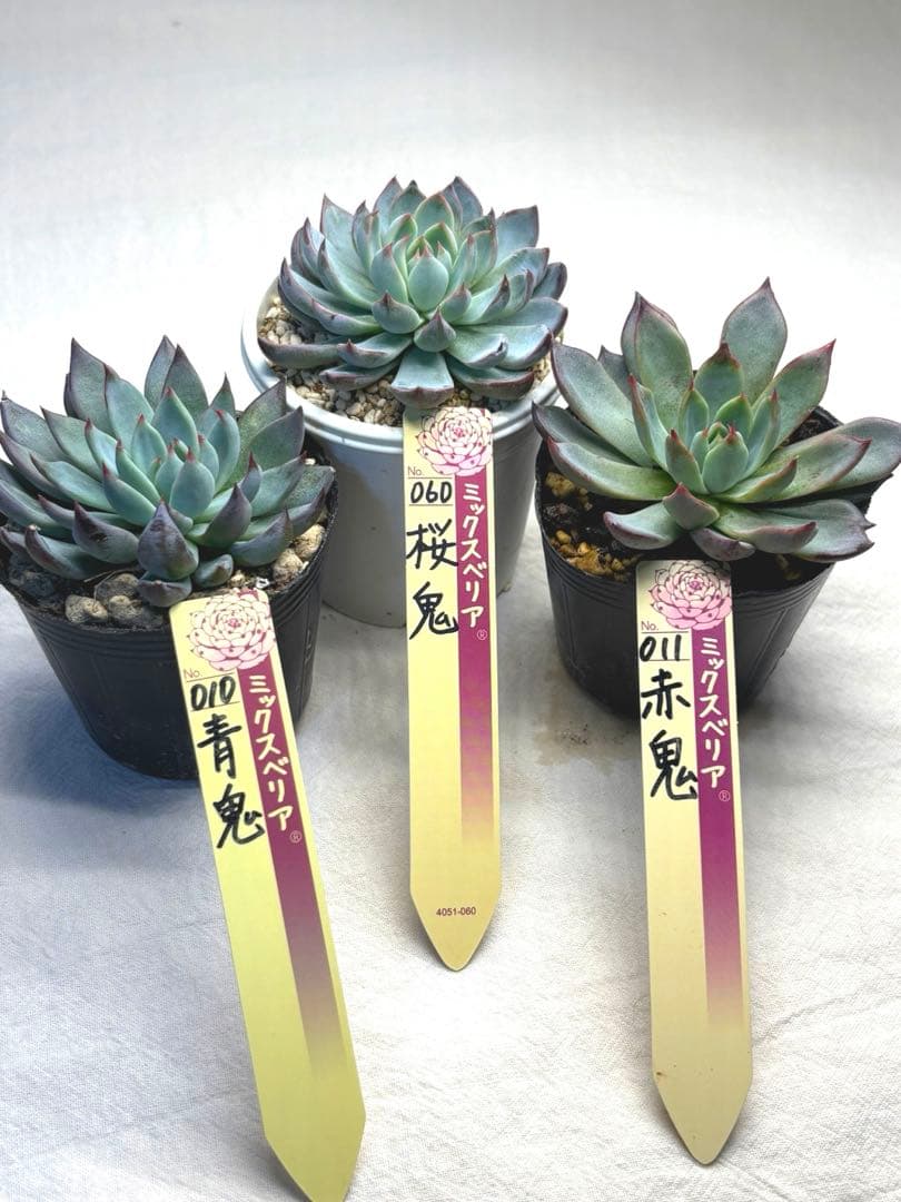 おらいさん 鬼セット 青鬼 桜鬼 赤鬼 抜き苗 - メルカリ