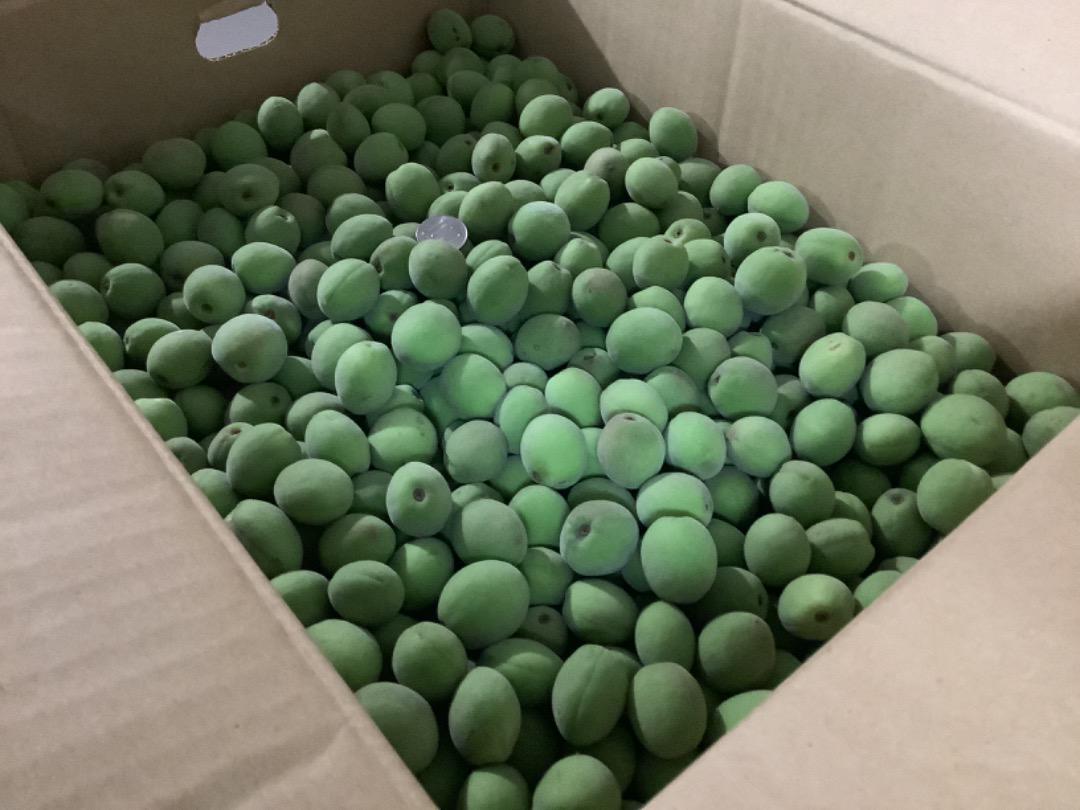 青梅:7kg【現品】