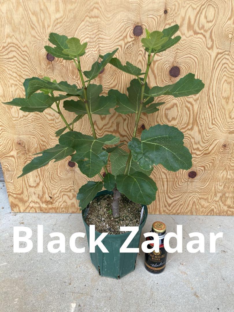 【Black Zadar】6号ロングスリット鉢　挿し木苗　2年生苗木　イチジク