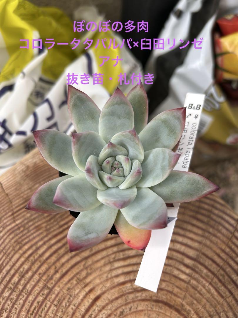 ぼのぼのさん苗 コロラータタパルパ×臼田リンゼアナ その他多肉植物
