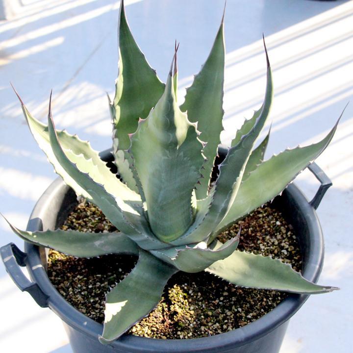 競売 アガベ サルミアナ フェロックス salmiana var. ferox 美株 植物