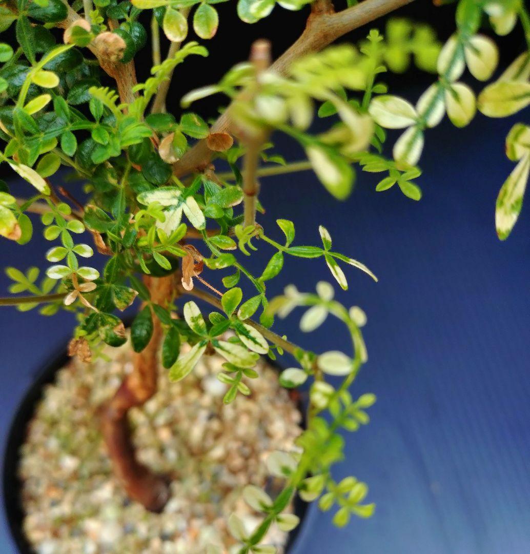 【超希少株】 オペルクリカリア ヒファエノイデス 斑入り ラス1