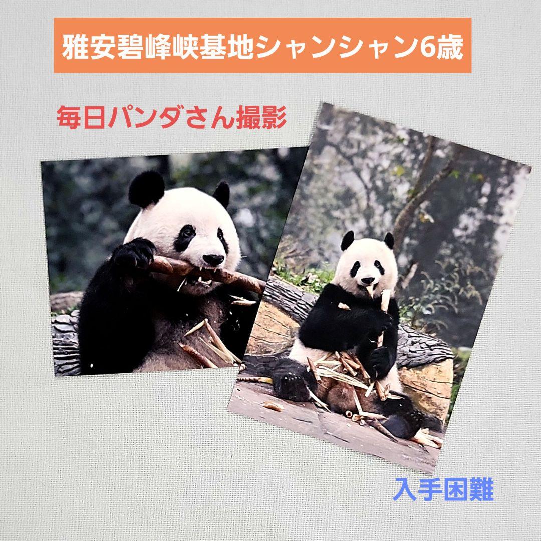 シャンシャン　雅安碧峰峡基地　6歳　ポストカード　毎日パンダ　非売品