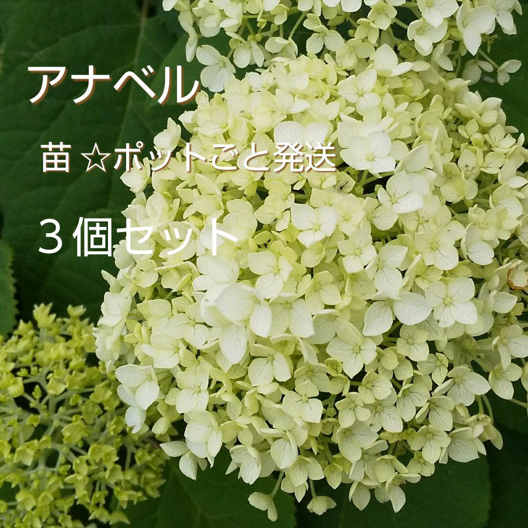 アジサイの苗 アナベル 3個セット 爽やかライムのあじさい 紫陽花 苗木 メルカリ アジサイの苗 アナベル 3個セット 爽やかライムのあじさい 紫陽花 苗木 メルカリ