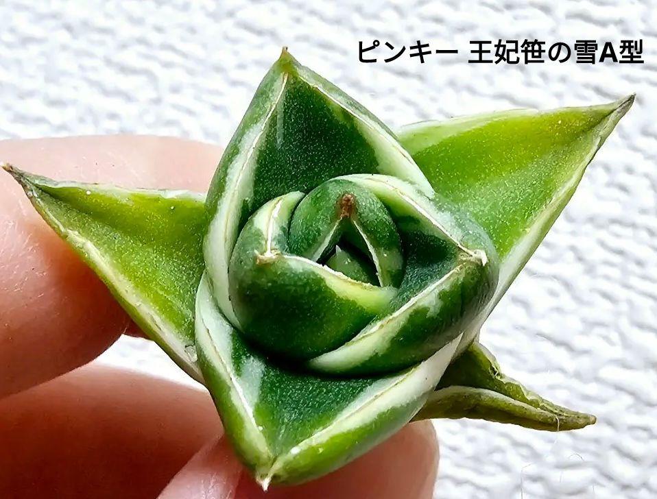 tshibao様 リクエスト